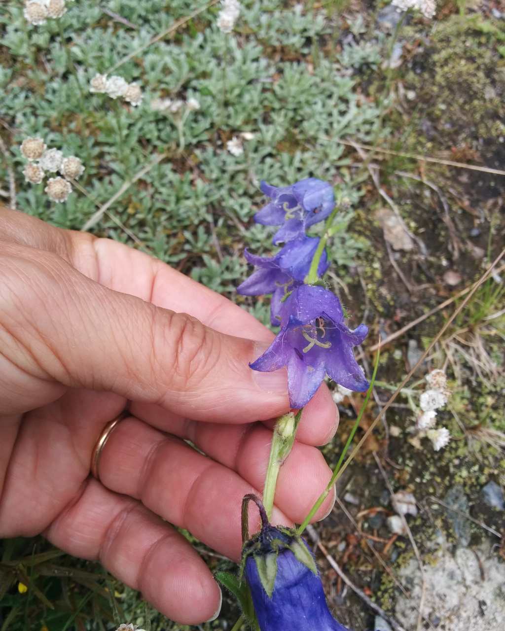 Campanula barbata